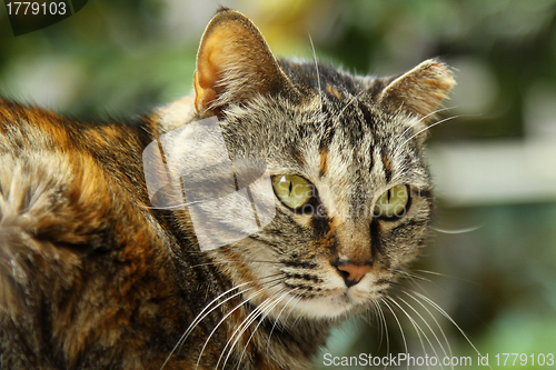 Image of Cat shot in the nature