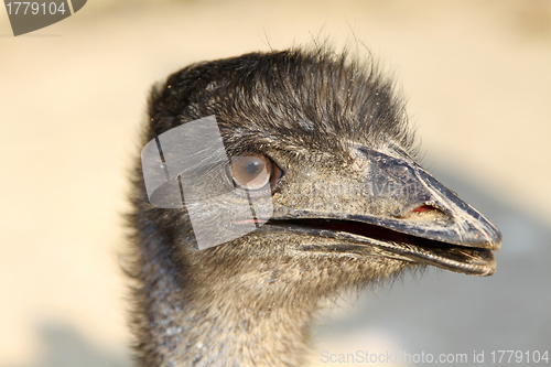 Image of Ostrich head close-up shot