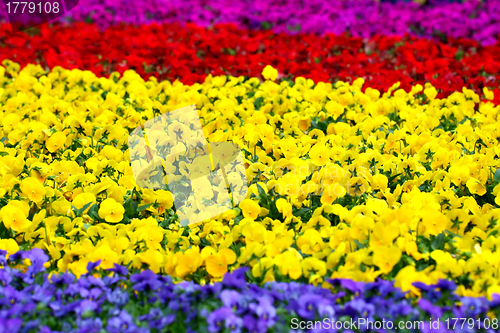 Image of Flowers background