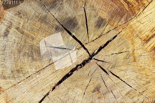 Image of Tree ring wood details