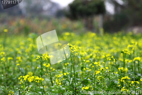 Image of Rape flowers background