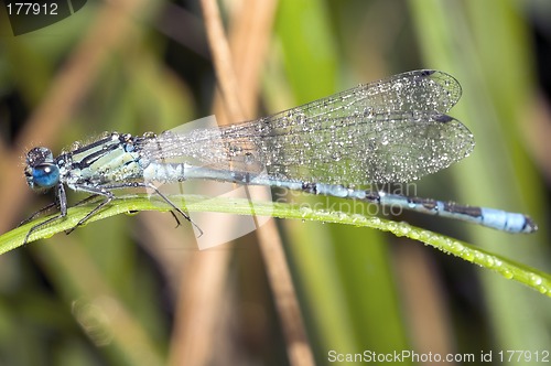 Image of Wet dragon-fly