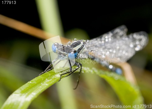 Image of Wet dragon-fly