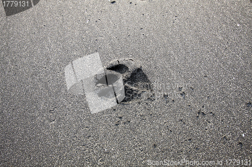 Image of Dog foot print on sand
