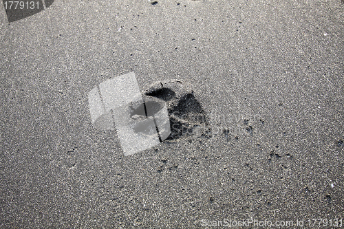 Image of Dog foot print on sand