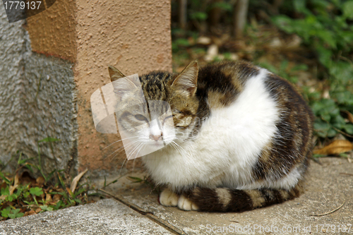 Image of Kitten cat on the ground