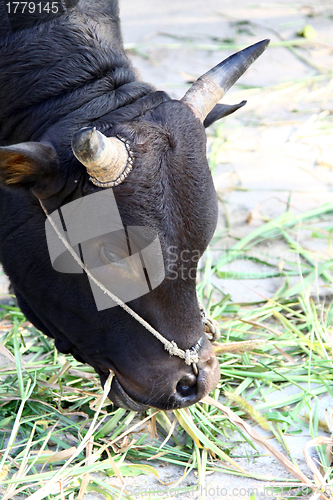 Image of Cow eating grasses