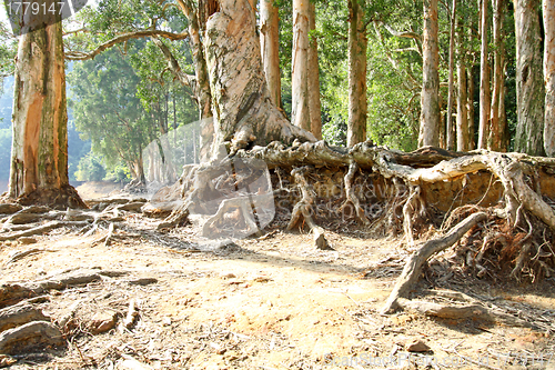 Image of Buttress root on the ground