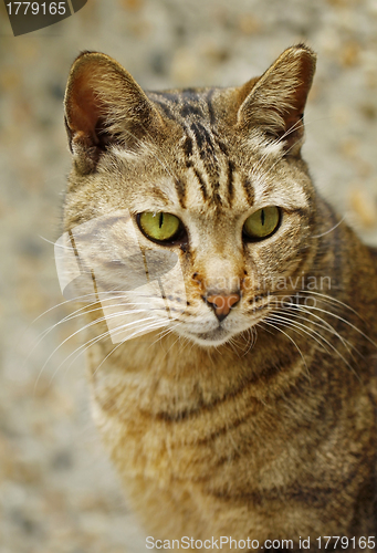 Image of A cat close-up.