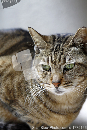 Image of Cat, close-up shot.