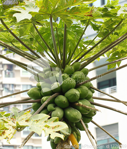 Image of Papaya trees