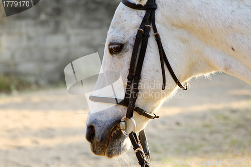 Image of White horse close-up