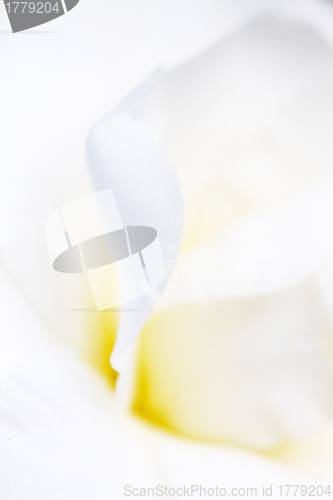 Image of White petals background
