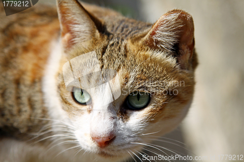 Image of A cat under sunshine