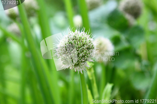 Image of Onion flowers