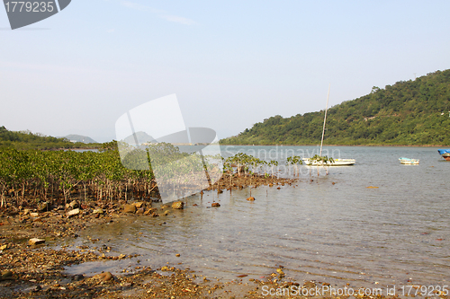 Image of Wetland in Hong Kong along the coast