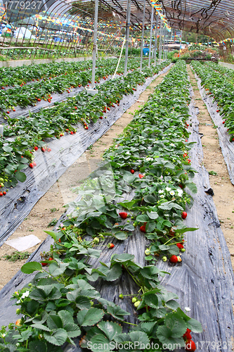Image of Strawberries fields