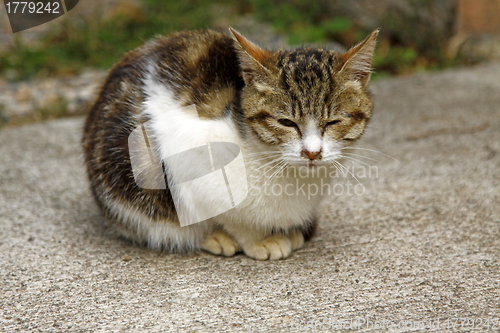 Image of Kitten cat on the ground