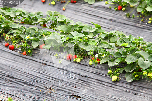 Image of Strawberries fields