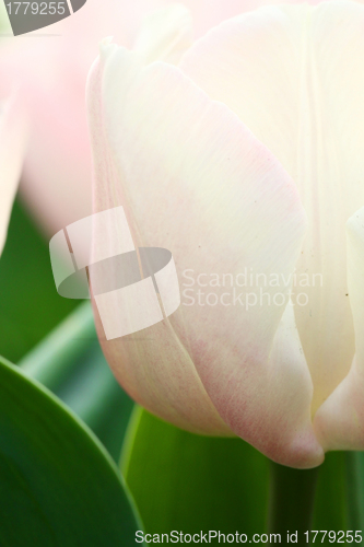 Image of Pink tulips background