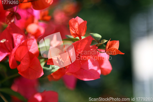 Image of Azalea under sunshine