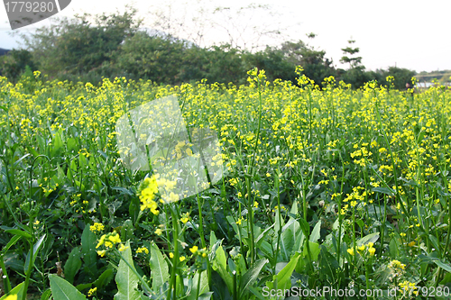 Image of Rape flowers field in spring