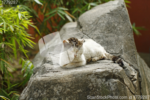 Image of Sleeping cat on the rocks