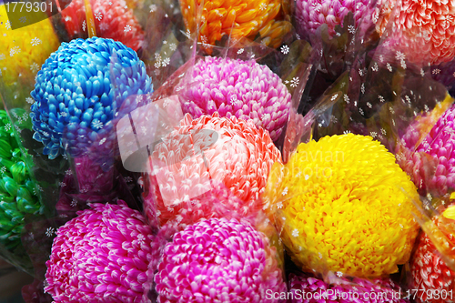 Image of Chrysanthemum flowers in market