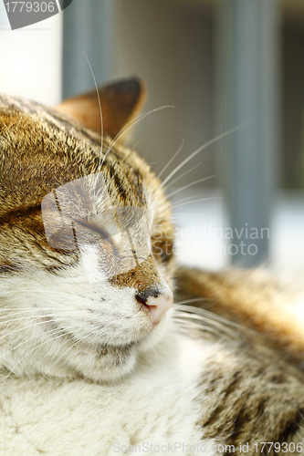 Image of Sleeping cat, close-up.