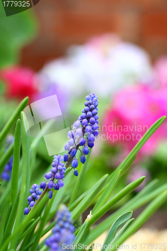 Image of Grape hyacinth macro shot