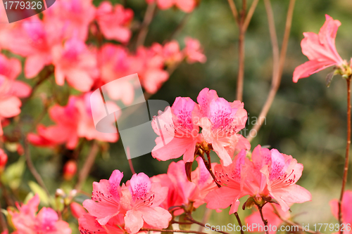 Image of Pink flowers background