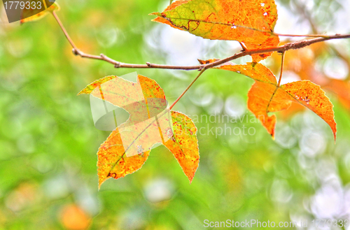 Image of Red leaves background