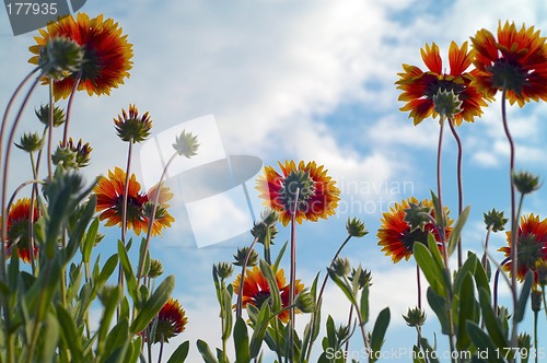 Image of Flowers