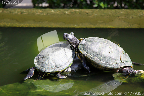 Image of Turtles on the rocks