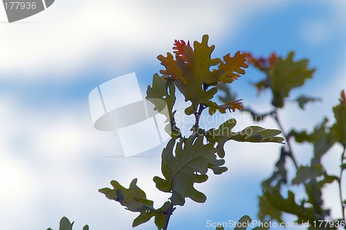 Image of Oak leafs