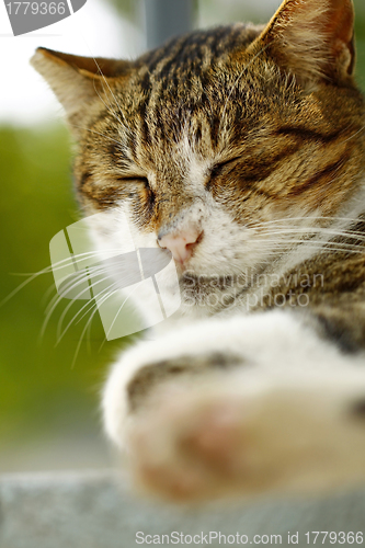 Image of Sleeping cat 