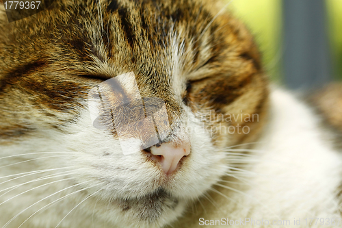 Image of Sleeping cat