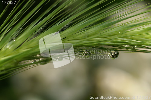 Image of Drop water