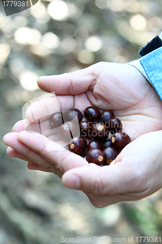 Image of Human hands with seeds