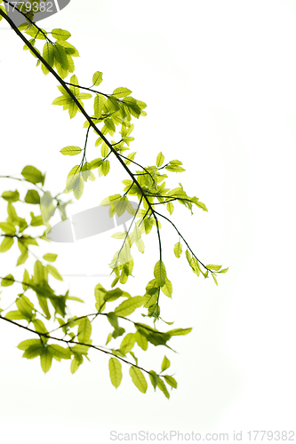 Image of Green leaves background