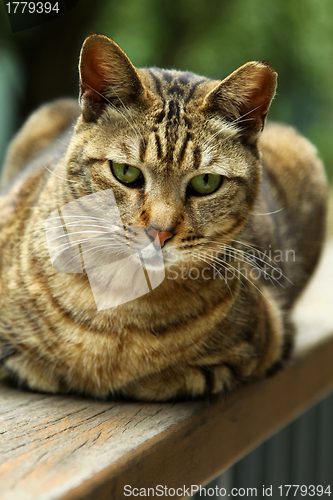 Image of Cat looking and sitting