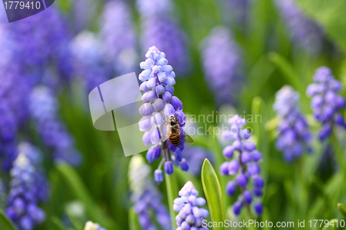 Image of Grape hyacinth with bee in spring