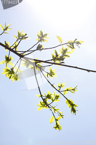 Image of Green leaves in sunlight background