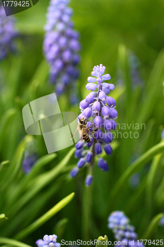 Image of Grape hyacinth with bee in spring