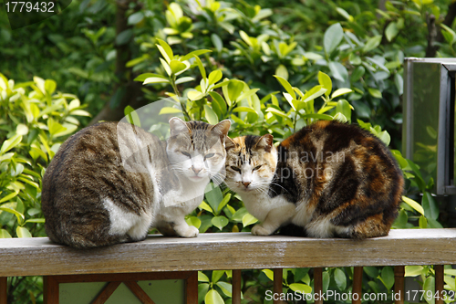 Image of Cats looking at enemy