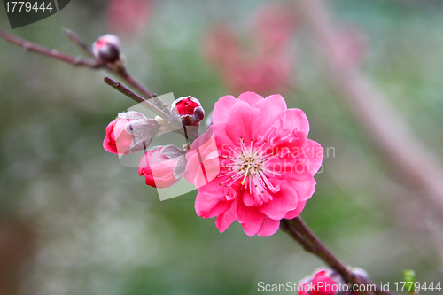 Image of Cherry blossom