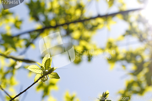 Image of Green leaves in sunlight background