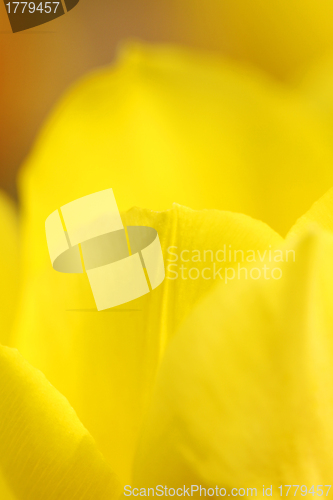 Image of Yellow tulip, close-up.