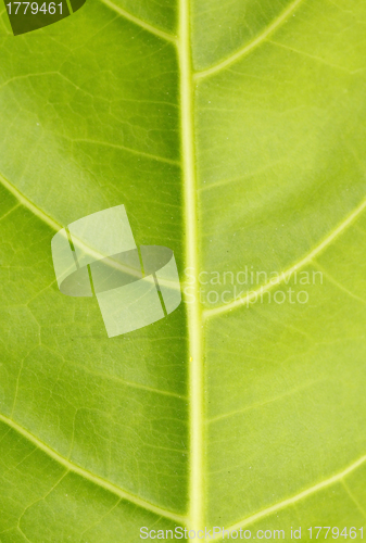 Image of Green leaf close up nature background