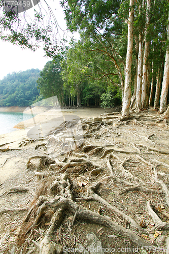 Image of Buttress root on the ground